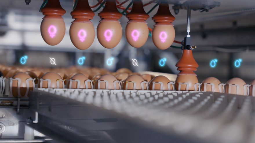 Genus Focus pour le sexage inovo , Group et Orbem